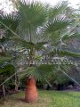 (image for) Mexican Fan Palm - Washingtonia robusta 15 gallon