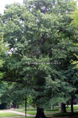 (image for) Water Oak - Quercus nigra 5 gallon