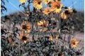 (image for) Maximilian Sunflower - Helianthus maximiliana 1 gallon
