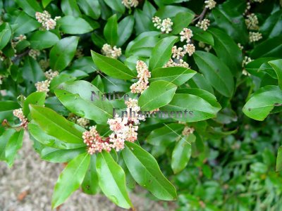 (image for) Cherry Laurel - Prunus caroliniana 5 gallon