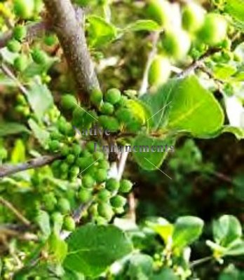 (image for) Elbow Bush - Forestiera pubescens 5 gallon