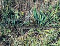 (image for) Louisiana yucca - Yucca louisianensis 5 gallon