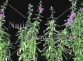 (image for) Angelonia - Angelonia angustifolia 1 gallon