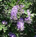 Texas Mountain Laurel - Sophora secundiflora 5 gallon (image for) Texas Mountain Laurel - Sophora secundiflora 5 gallon