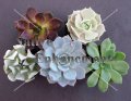 Hens and Chicks, Echeveria - Echeveria spp. 4 inch Hens and Chicks, Echeveria - Echeveria spp. 4 inch