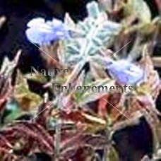 (image for) Bi-Color Sage - Salvia sinaloenesis 1 gallon