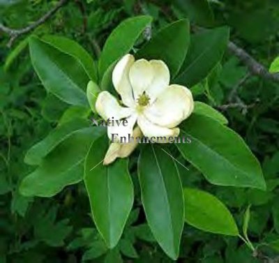 (image for) Sweetbay Magnolia - Magnolia virginiana 5 gallon
