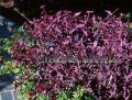 (image for) Purple Heart – Tradescantia pallida 1 gallon