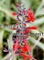 (image for) Tropical Sage - Salvia coccinea 1 gallon