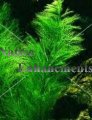 (image for) Green Foxtail – Myriophyllum pinnatum / Bare Root Bundle