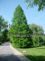 Bald Cypress - Taxodium distichum 5gal. Bald Cypress - Taxodium distichum 5gal.