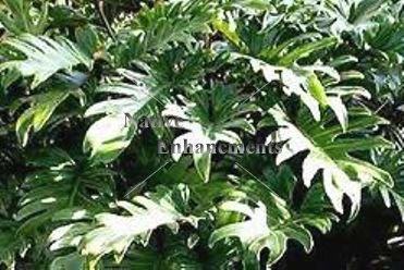 (image for) Xanadu - Philodendron xanadu 1 gallon