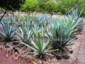 (image for) Agaves