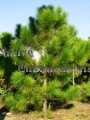 (image for) Slash Pine - Pinus elliottii 15 gallon