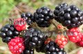 Blackberry, Black Cap Raspberry - Rubus x 5 gallon Blackberry, Black Cap Raspberry - Rubus x 5 gallon