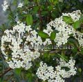 Walter's Viburnum - Viburnum obovatum 5 gallon (image for) Walter's Viburnum - Viburnum obovatum 5 gallon