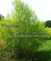 (image for) Black Willow - Salix nigra 5 gallon