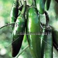(image for) Serrano Pepper - Capsicum annuum 4 inch
