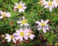 (image for) Rose Coreopsis - Coreopsis rosea 1 gallon