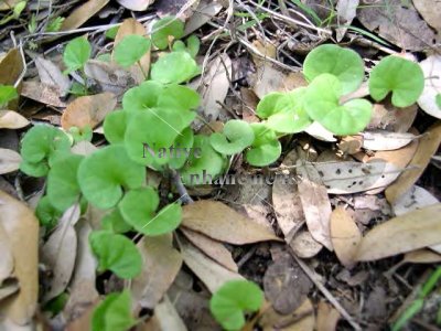 (image for) Pony Foot - Dichondra carolinensis 4 inch or bare root