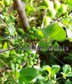 (image for) Elbow Bush - Forestiera pubescens 5 gallon