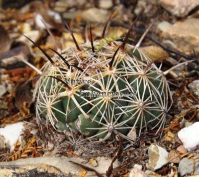 (image for) Rhinocerus Cactus - Coryphantha cornifera 1 gallon