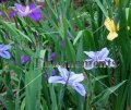 Louisiana Iris - Irus fulva x 1 gallon Louisiana Iris - Irus fulva x 1 gallon