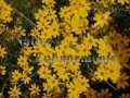 (image for) Copper Canyon Daisy - Tagetes lemmonii 1 gallon
