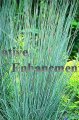 Little Bluestem – Schizachyrium scoparium 1 gallon (image for) Little Bluestem – Schizachyrium scoparium 1 gallon