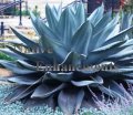 (image for) Harvard Agave - Agave harvardiana 5 gallon