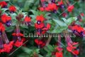 Bat Face Cuphea - Cuphea llavea 1 gallon Bat Face Cuphea - Cuphea llavea 1 gallon