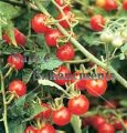 (image for) Wild Cherry Tomato - Lycoperison var. cerasiforme 