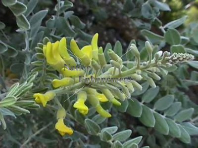 (image for) Yellow Gulf Coast Laurel - Sophora tomentosa 5 gallon