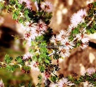 (image for) Fragrant Mimosa - Mimosa borealis 5 gallon