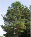 (image for) Loblolly Pine - Pinus taeda 5 gallon