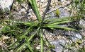 (image for) False Aloe - Manfreda virginica 1 gallon