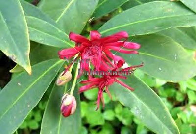 (image for) Florida Anise - Illicium floridanum 5 gallon