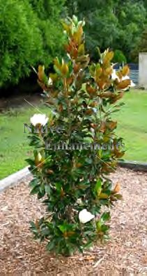 (image for) S. Magnolia “Little Gem” - Magnolia grandiflora 5 gallon