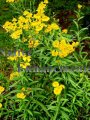 Mexican Mint Marigold - Tagetes lucida 1 gallon (image for) Mexican Mint Marigold - Tagetes lucida 1 gallon