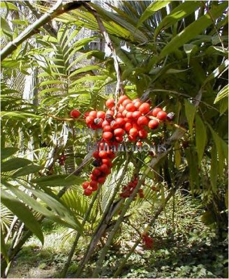 (image for) Bamboo Palm – Chamaedorea microspadix 5 gallon