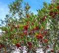 Dahoon Holly - Ilex cassine 5 gallon Dahoon Holly - Ilex cassine 5 gallon