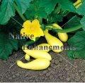 (image for) Yellow Crookneck Squash - Cucurbita pepo 4 inch