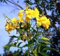 Yellow Bells - Tecoma stans 5 gallon (image for) Yellow Bells - Tecoma stans 5 gallon