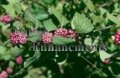 (image for) American Beauty Berry - Callicarpa americana 5 gallon