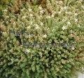 (image for) Dwarf Grey Sedum - Sedum potosinum 1 gallon