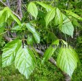 (image for) Box Elder - Acer negundo 5 gallon