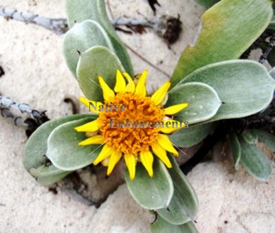 (image for) Sea Oxeye Daisy - Borrichia frutescens / Plug