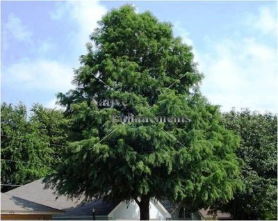 (image for) Montezuma Cypress - Taxodium mucronatum 5 gallon