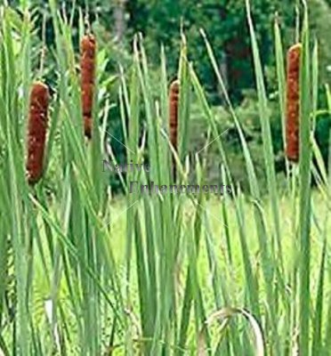 (image for) Cattail - Typha latifolia / Bare Root Bundle
