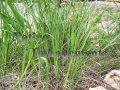 (image for) Eastern Gammagrass - Tripsacum dactyloides 1 gallon